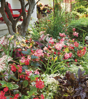 Color All Season English Gardens Tips For Planting Annuals - 