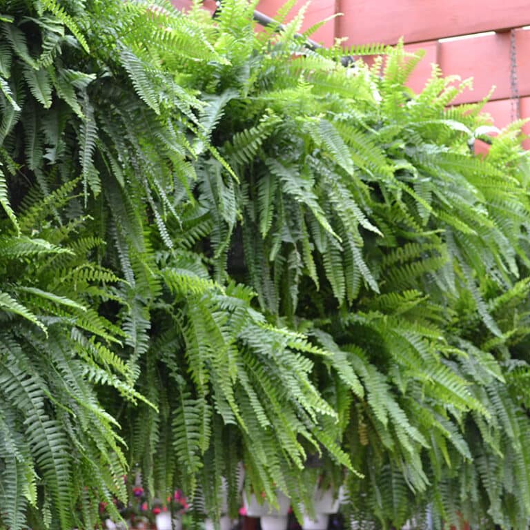 Get Boston Fern, 10 Hanging Basket in MI at English Gardens Nurseries