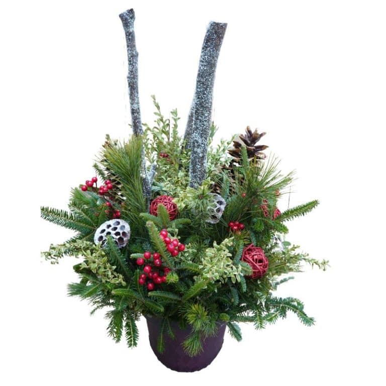 Get First Snow Evergreen Container Garden in MI at English Gardens