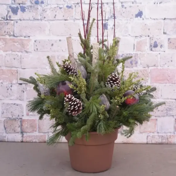 Frosted Pomegranate Evergreen Container Garden