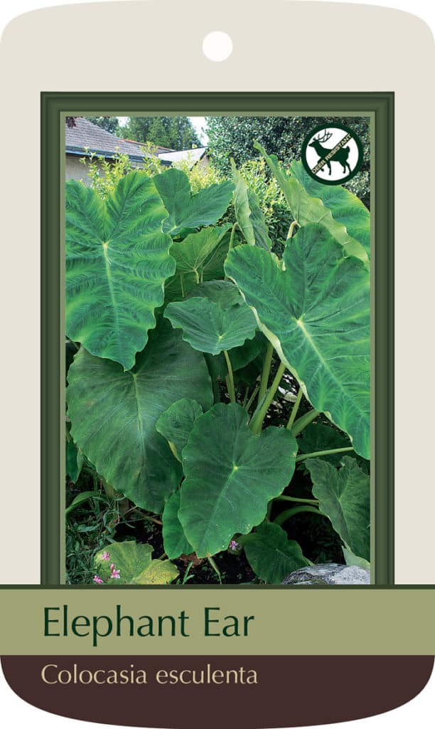 Get Medium Elephant Ear Summerflowering Bulb (Colocasia Esculente) in MI at English Gardens