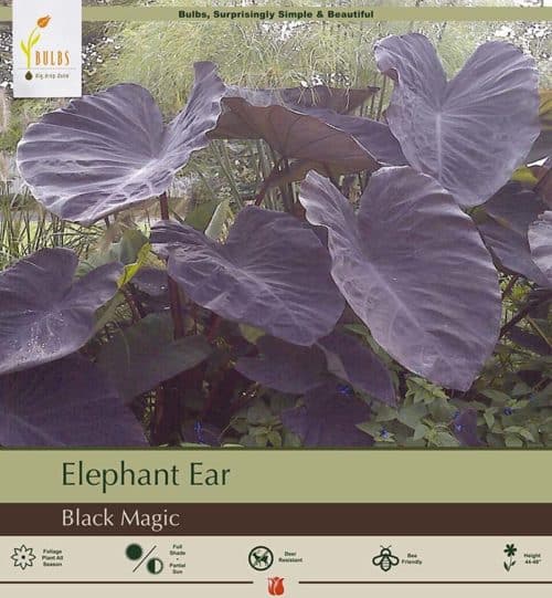 Elephant Ear Black Beauty Summer-flowering Bulb (Colocasia)