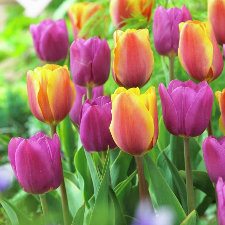 Get Tulip Sunset Skies Springflowering Bulbs in MI at English Gardens