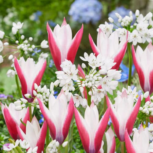 Tulip/Allium Chique Magnifique Spring-flowering Bulbs