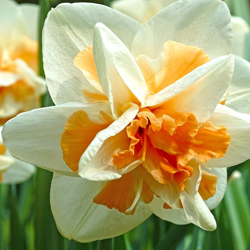 Get Narcissus Replete Springflowering Bulbs in MI at English Gardens Nurseries Serving