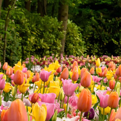 Tulip Party Popper Spring-flowering Bulbs