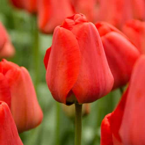 Tulip Apeldoorn Spring-flowering Bulbs