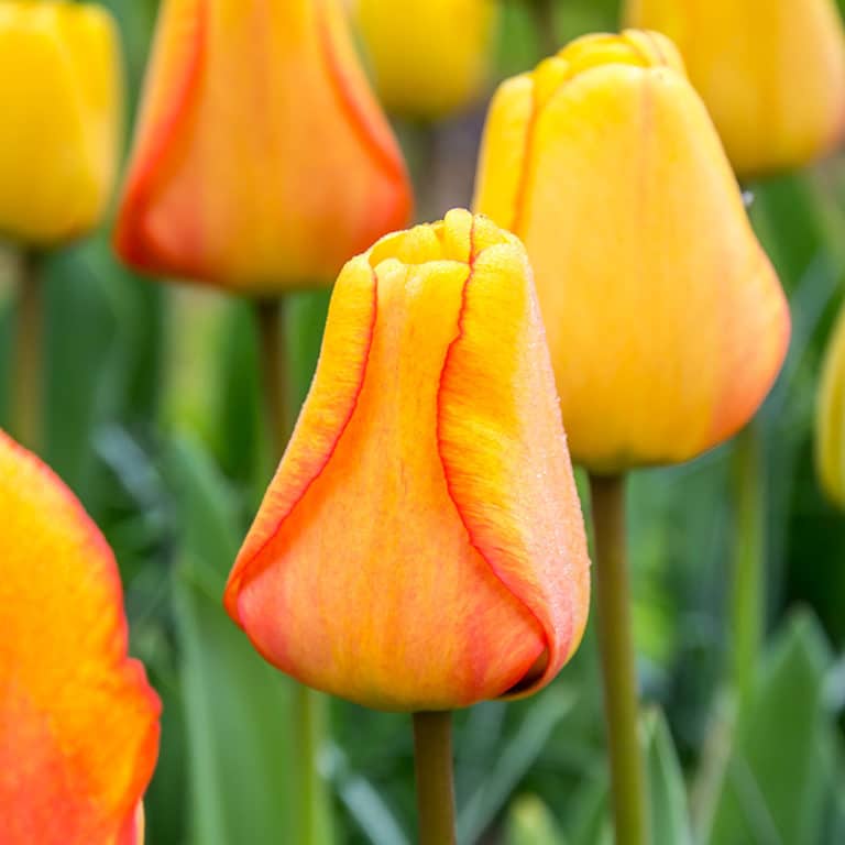 Get Tulip Blushing Apeldoorn Springflowering Bulbs in MI at English