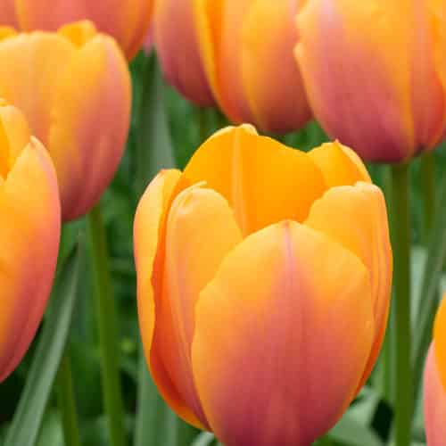 Tulip Blushing Impression Spring-flowering Bulbs