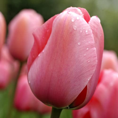 Tulip Pink Impression Spring-flowering Bulbs