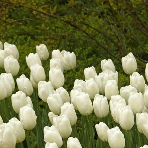 Tulip White Clouds Hakuun Spring-flowering Bulbs