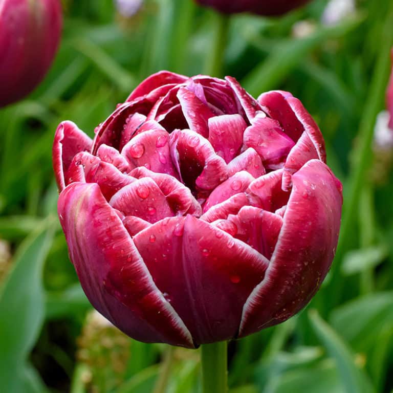 Get Tulip Dreamtouch Springflowering Bulbs in MI at English Gardens