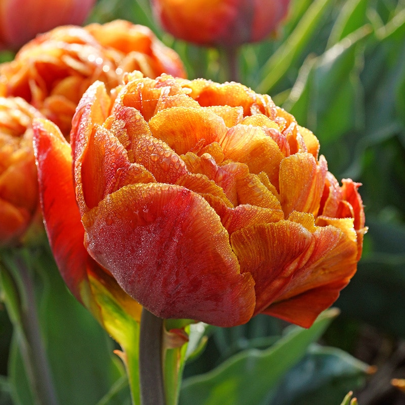 Tulipa Brownie English Gardens