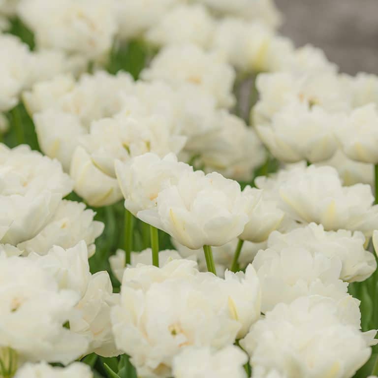 Get Tulip Northcap Springflowering Bulbs in MI at English Gardens