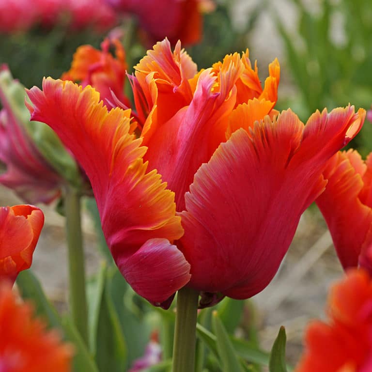 Get Tulip Amazing Parrot Springflowering Bulbs in MI at English