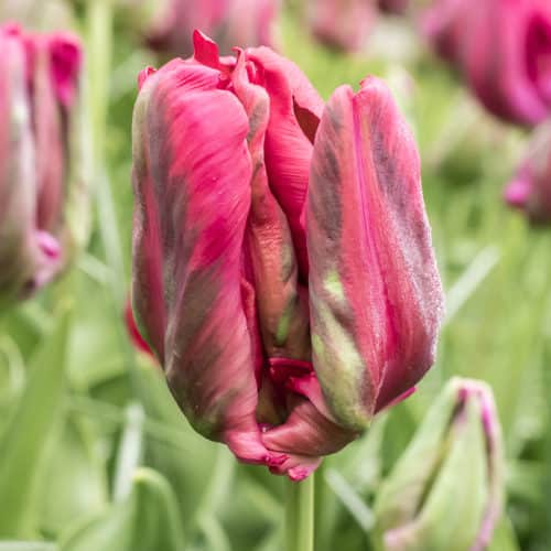 Tulip Red Madonna Spring-flowering Bulbs