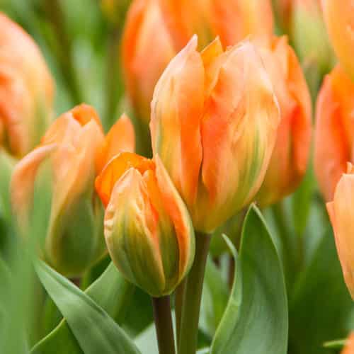 Tulip Orange Emperor Spring-flowering Bulbs