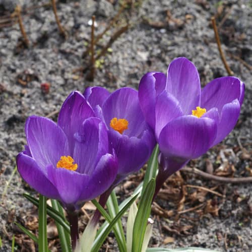 Get Crocus Flower Record Springflowering Bulbs in MI at English