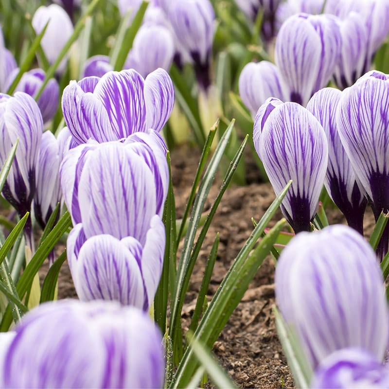 Get Crocus Pickwick Springflowering Bulbs in MI at English Gardens