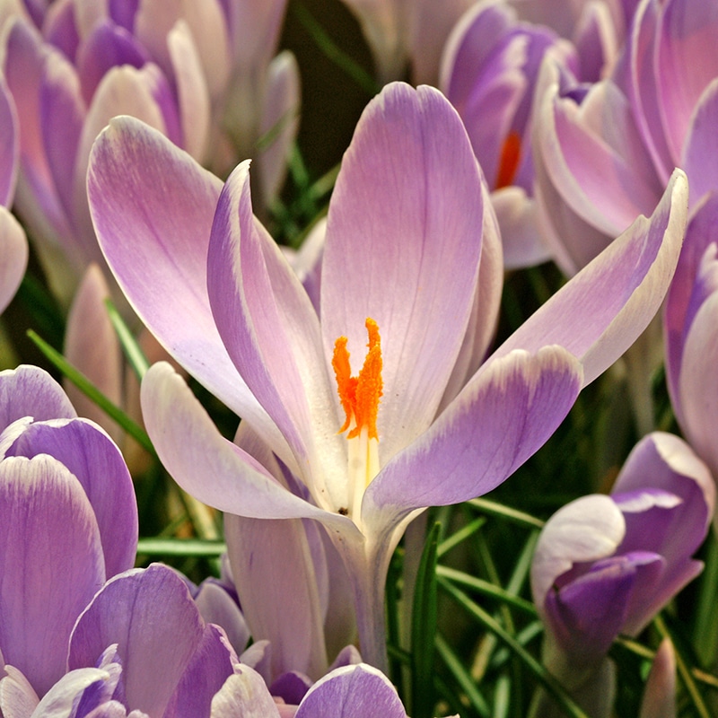 Get Crocus Vanguard Springflowering Bulbs in MI at English Gardens