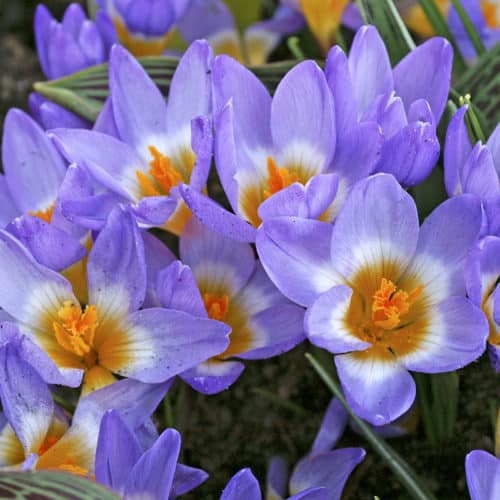 Crocus sieberi Tricolor Spring-flowering Bulbs