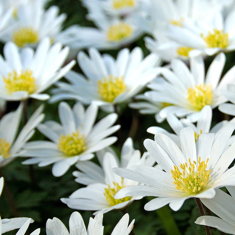 Get Galanthus nivalis Springflowering Bulbs in MI at English Gardens Nurseries Serving