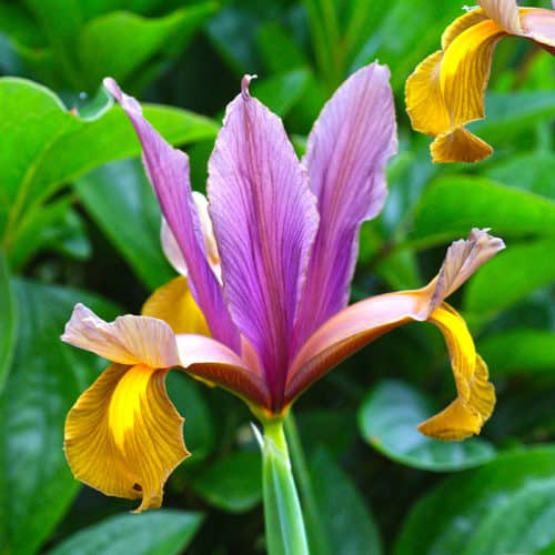 Get Dutch Iris Eye of the Tiger Springflowering Bulbs in MI at English Gardens Nurseries