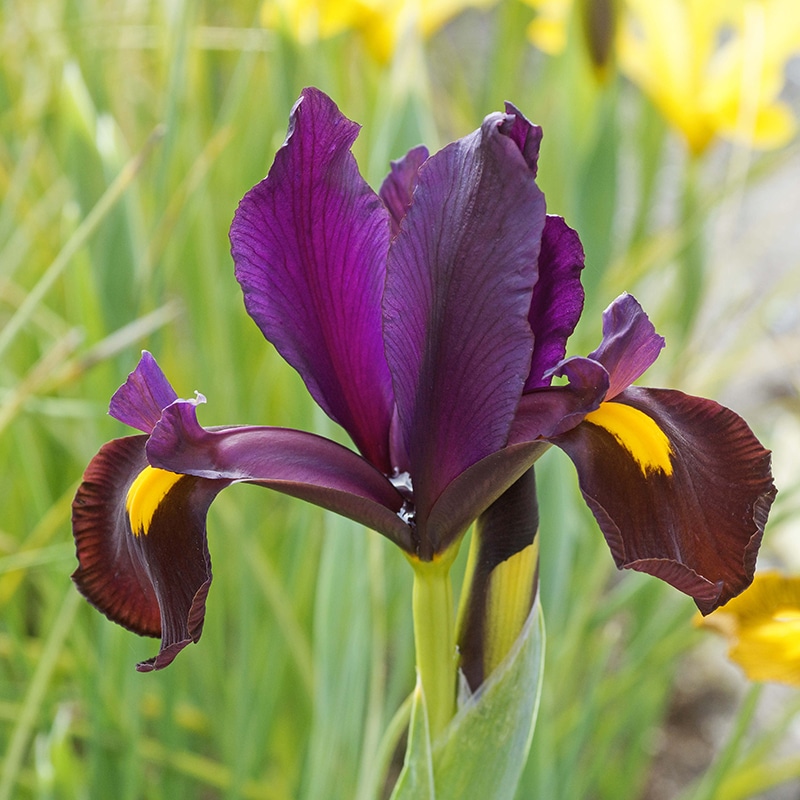 Get Dutch Iris Red Ember Springflowering Bulbs in MI at English