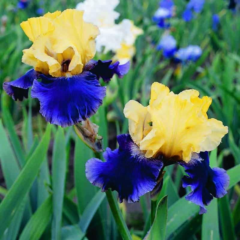 Get Bearded Iris Jurassic Park Springflowering Bulbs in MI at English