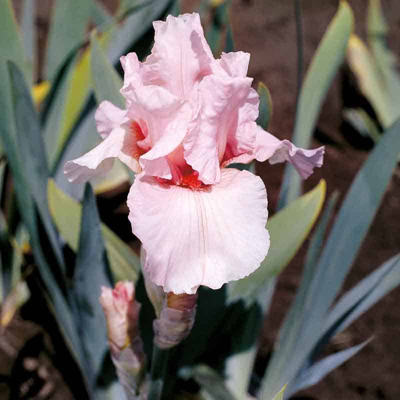 Get Bearded Iris Lenora Pearl Rebloomer Springflowering Bulbs in MI at