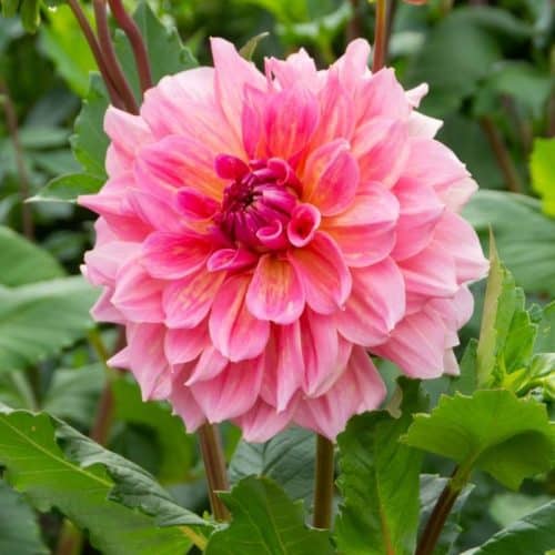 Get Dahlia Otto’s Thrill Summerflowering Bulb in MI at English Gardens