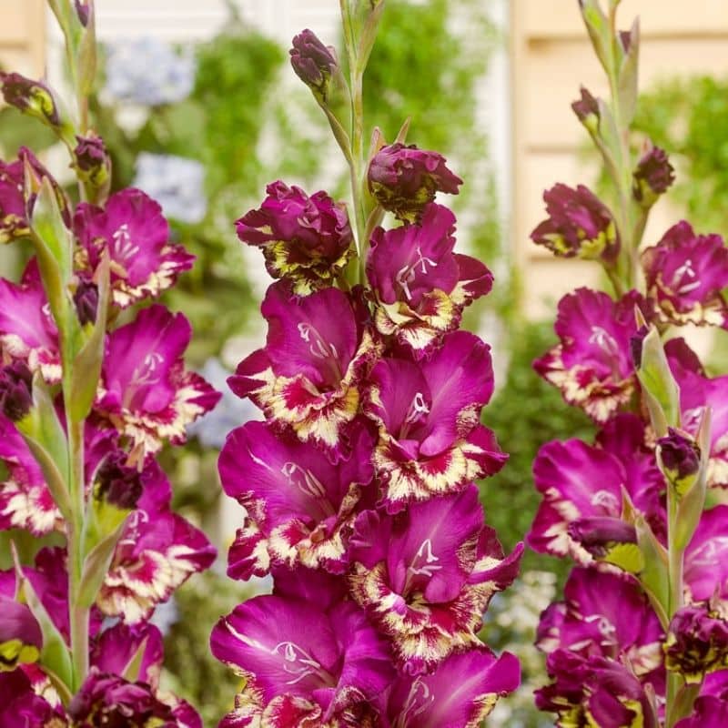 Get Gladiolus Color Club Summerflowering Bulb in MI at English Gardens