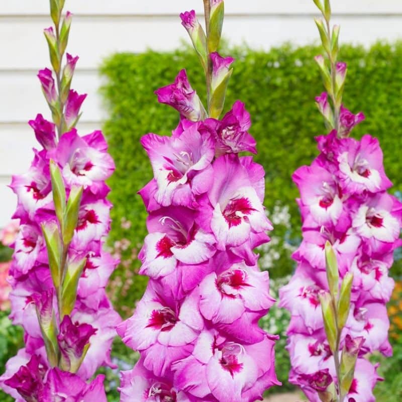 Get Gladiolus Elvive Summerflowering Bulb in MI at English Gardens Nurseries Serving Clinton