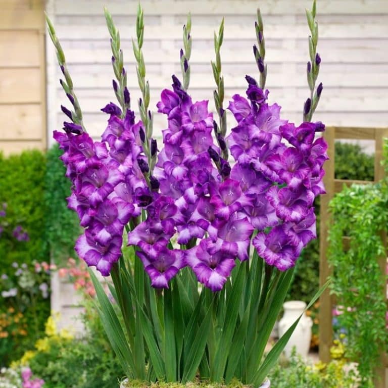 Get Gladiolus Kim Summerflowering Bulb in MI at English Gardens