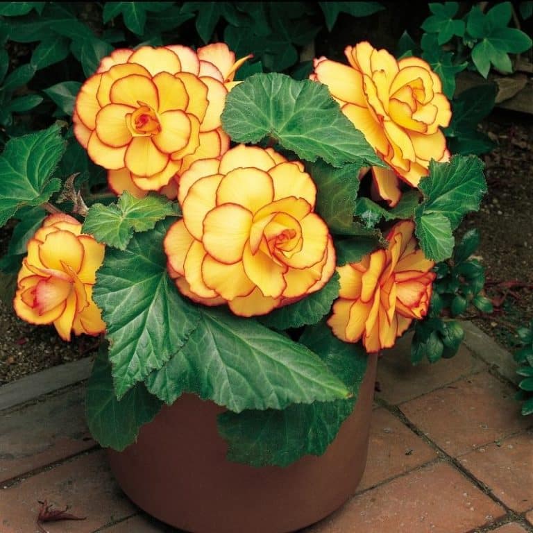 Get Begonia Picotee Sunburst Summerflowering Bulb in MI at English Gardens Nurseries Serving