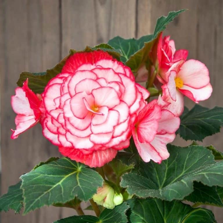 Get Begonia Bouton De Rose Summerflowering Bulb in MI at English Gardens Nurseries Serving