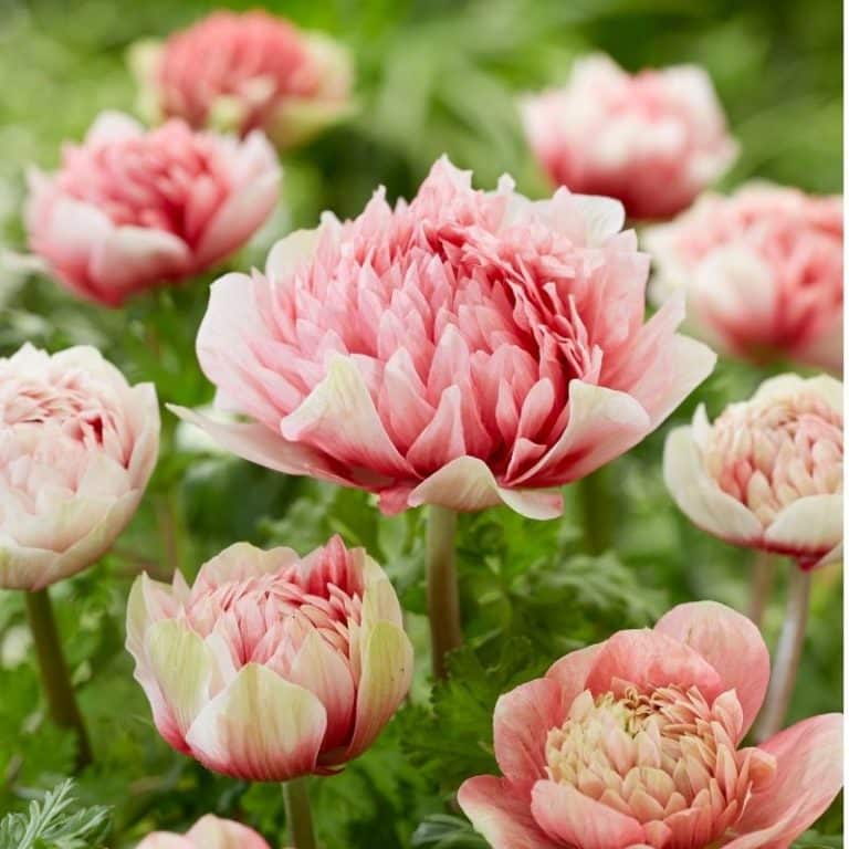 Get Anemone Peony Red and White Summerflowering Bulb in MI at English