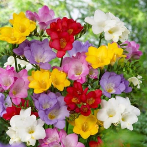 Freesia Single Mixed Summer-flowering Bulb