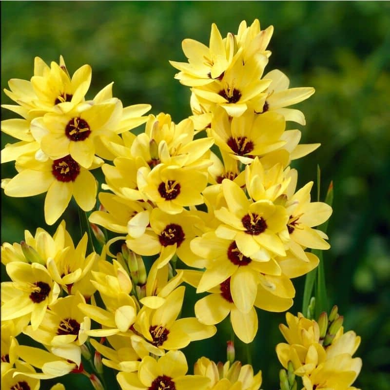 Get Corn Lily Yellow Emperor Summerflowering Bulb (Ixia) in MI at