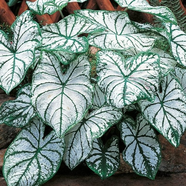 Get Elephant Ear White Christmas Summerflowering Bulb (Caladium) in MI