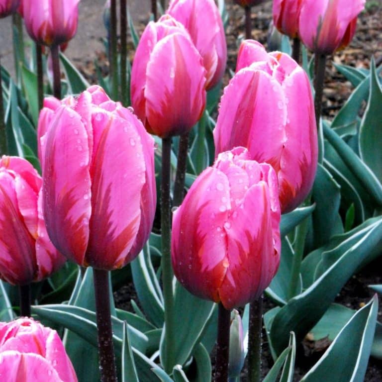 Get Pretty Princess Rembrandt Tulip Springflowering Bulbs in MI at English Gardens Nurseries