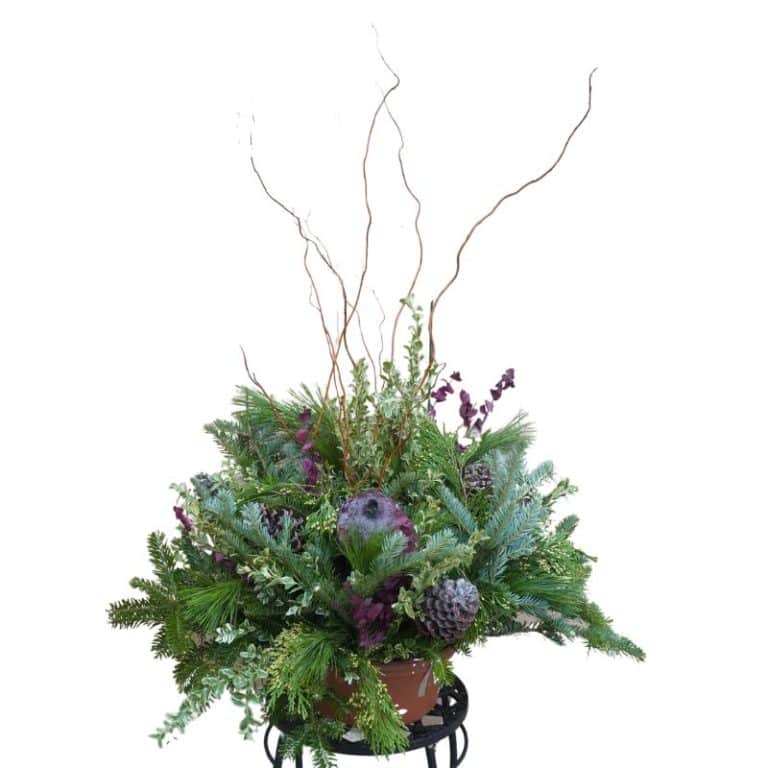 Get Sugar Plum Evergreen Container Bowl in MI at English Gardens