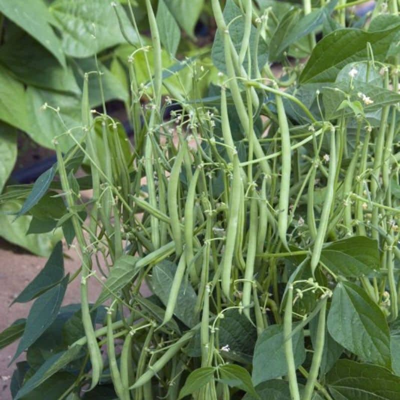 Get Chef Jeff “Mascotte” Dwarf Bush Bean in MI at English Gardens Nurseries Serving Clinton