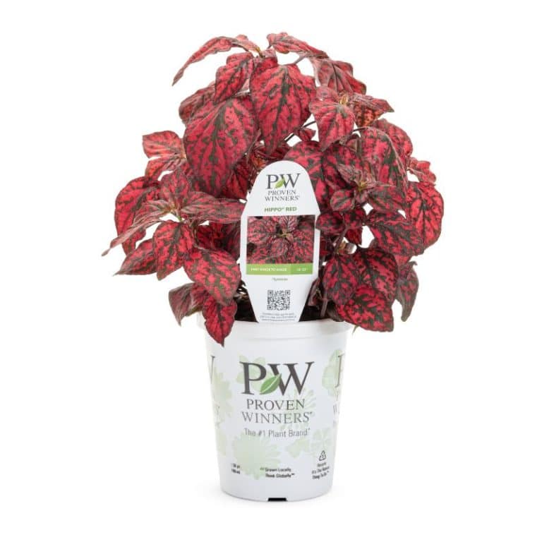 Get Red Polka Dot Plant ‘Hippo’ Proven Winners Grande in MI at English Gardens Nurseries