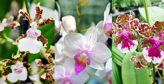 Our Collection of Orchids