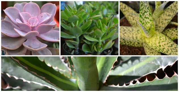 All About Succulents