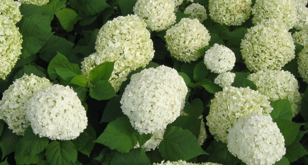 Plant Spotlight: Hydrangeas