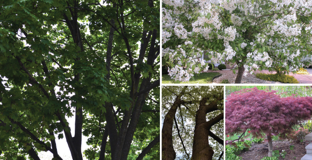 4 Benefits of Planting a Tree!