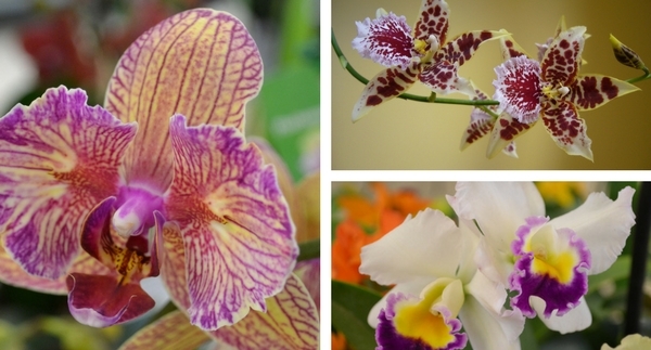 Meg’s Favorite Orchids: February