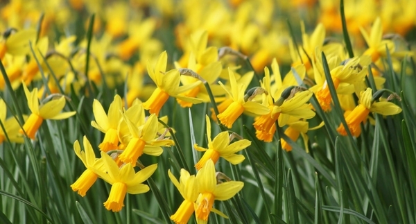 Banner_65-1